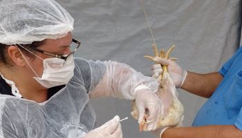 Brasil confirma novos casos de gripe aviária, mas não em granja comercial
