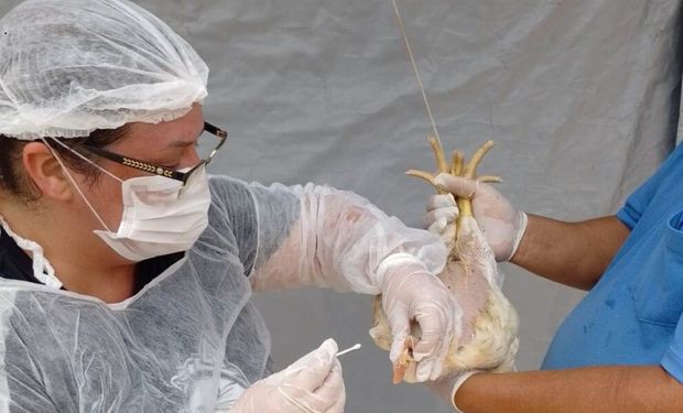 Brasil confirma novos casos de gripe aviária, mas não em granja comercial