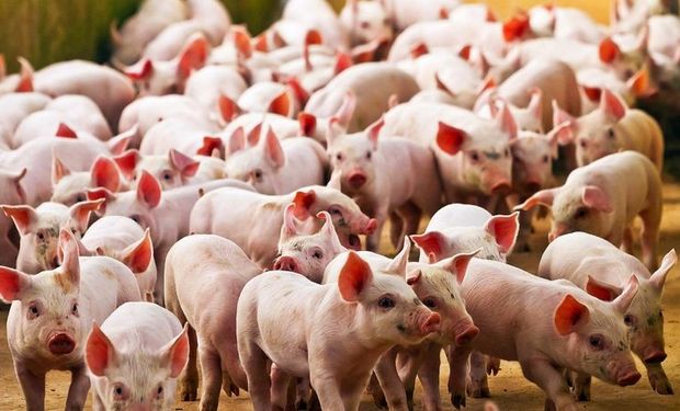 Detectan una nueva cepa de gripe porcina en el sur de Brasil