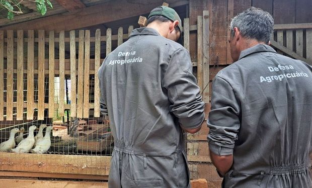 Equipes da Seapi visitam propriedades em raio de até 10 quilômetros a partir do foco de gripe aviária em Rio Pardo. (Foto - Fernando Dias)