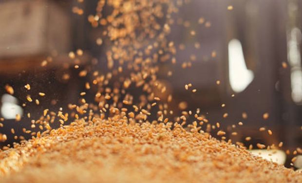 Qué pasó con los precios de la soja, el maíz y el trigo en el mercado de Rosario