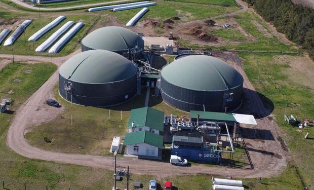 Megainversión: un gigante español desembarca en el negocio porcino argentino con US$ 14 millones