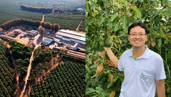 Producen 800 hectáreas del "superalimento" que crece en el mundo: los secretos de un establecimiento de origen japonés que se volvió un gigante de la palta en Brasil