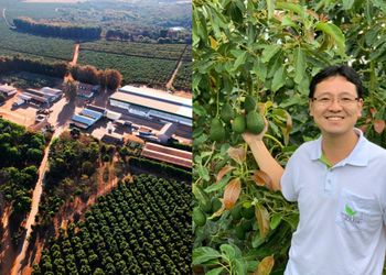 Producen 800 hectáreas del "superalimento" que crece en el mundo: los secretos de un establecimiento de origen japonés que se volvió un gigante de la palta en Brasil