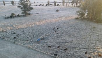 Pasaron los días más fríos en años y ahora se viene la lluvia: cómo impacta en el campo