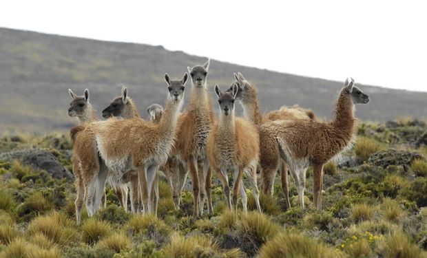 Guanacos silvestres: de la esquila a aprovechar su lana