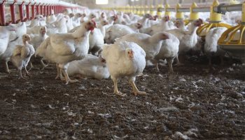 El desafío de reutilizar los desechos avícolas