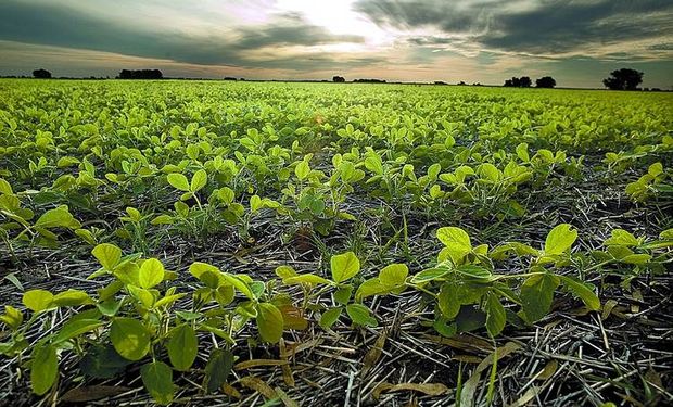 Las lluvias trajeron alivio al campo, pero no se cortó la sequía