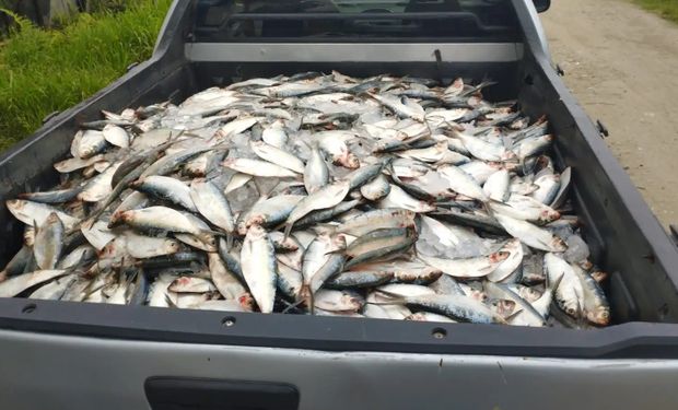 As 11,5 toneladas de sardinha Lage foram destinadas a diversas instituições filantrópicas da cidade (Foto: Divulgação/PM Ambiental)