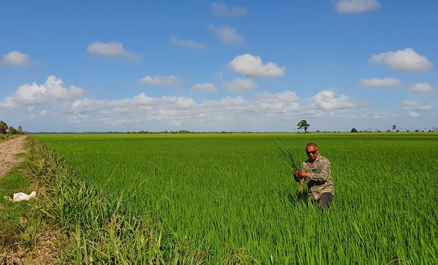 Na Guiana Britânica, que faz fronteira com o Brasil, o preço da terra é substancialmente mais baixo e pode até ser concedido gratuitamente ao empreendedor.