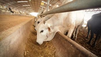 Emergencia en Estados Unidos: autorizan el uso de fármacos veterinarios contra el gusano barrenador