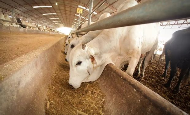 Emergencia en Estados Unidos: autorizan el uso de fármacos veterinarios contra el gusano barrenador