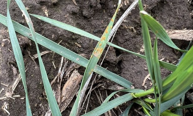 Enfermedades en trigo: aseguran que se adelantará la roya y se podría necesitar doble aplicación