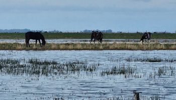 “Necesitamos ayuda”: el pedido desesperado a Milei de productores ante la inundación de los campos