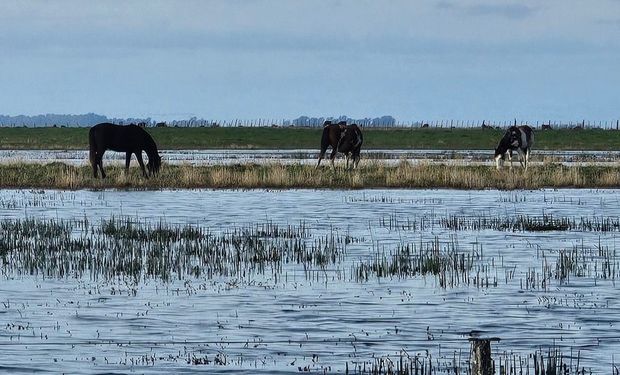 “Necesitamos ayuda”: el pedido desesperado a Milei de productores ante la inundación de los campos