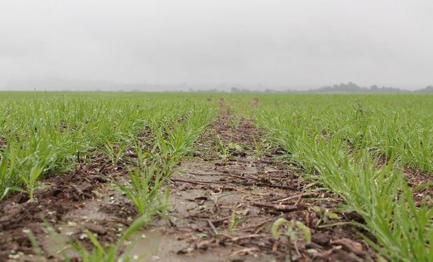 El 7 de julio se celebra el Día Nacional de la Conservación del Suelo.