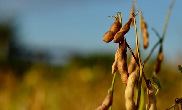 El precio de la soja tocó los $265.000 por tonelada: qué pasó en Chicago con la cotización de los granos