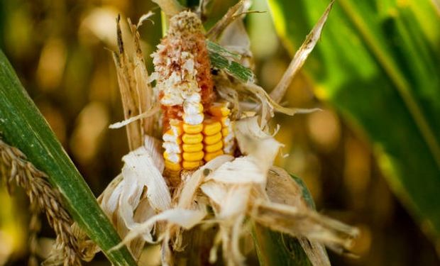 ¿Menos dólares? Los tres gráficos que muestran las millonarias pérdidas en maíz por el ataque histórico de una plaga
