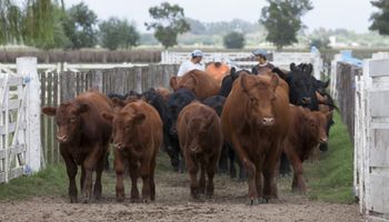 Facilitan el movimiento de animales en las zonas afectadas por incendios