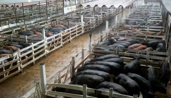 Empresarios de China recorrieron las instalaciones del mercado de Liniers