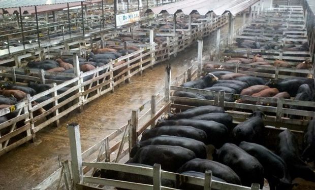 Un importador del gigante asiático anticipó que el crecimiento del mercado chino podría materializarse a una tasa del 10% anual en el consumo de carnes premium.