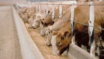 Comederos inteligentes evalúan la conducta de las vacas