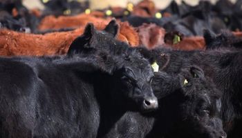 En Australia, la sequía empuja el precio del ganado a mínimos históricos