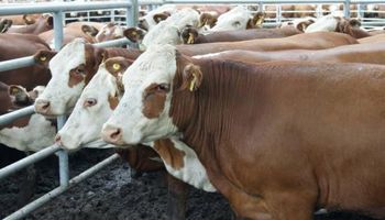 Destacado interés por la vaca en los mercados de hacienda