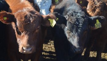 Suben las vacas en Liniers