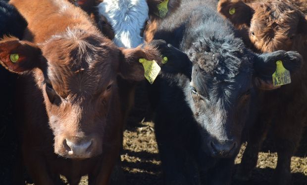 Este estudio permitirá integrar el conocimiento de las voces de las vacas en sus prácticas diarias.