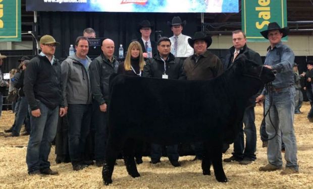 La ternera "Sureña" en el momento de la venta en Canadá. Foto: LA NACION / Gentileza Carlos O. Rullán