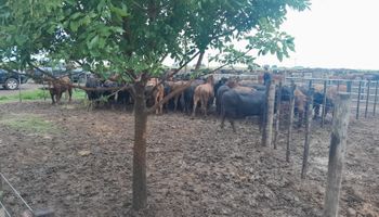Adónde aparecieron 161 animales que serían de La Joya Agro y quién es el acusado