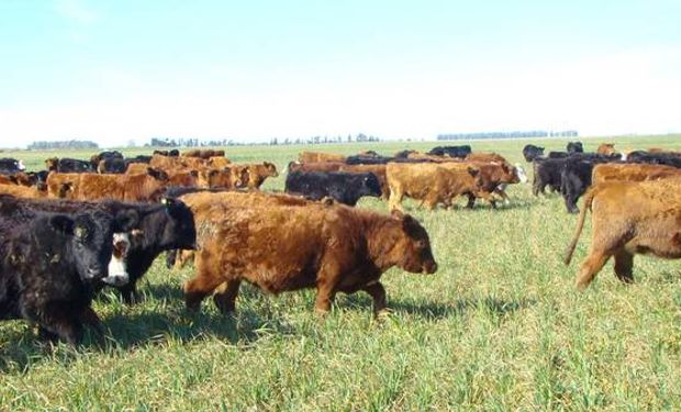 La actividad crecerá en los próximos años alentada por un aumento en el consumo global de carnes.