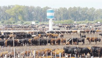 La ganadería apuesta fuerte al 2017 para recuperar terreno