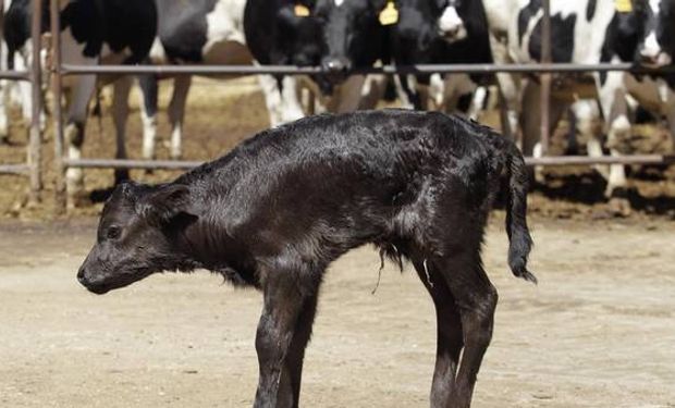 El Ruter cambió la forma de producir tanto terneros para leche como para carne.