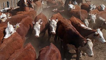 Nuevo Registro especial en la actividad agropecuaria para la producción y comercialización de ganado vacuno y bubalinas