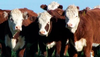 Proyectan producir para 2025 un millón de toneladas adicionales de carne