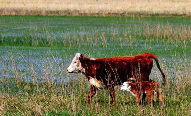 Si se implementaran mejoras en el manejo de los forrajes y un incremento en su producción, podrían generarse más excedentes de producción de carne bovina.