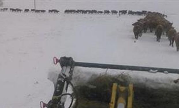 Video: una odisea en la nieve para las vacas en Estados Unidos