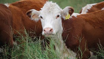 Escasa oferta de animales por las inundaciones