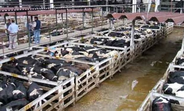 Nuevamente pocos animales por las lluvias