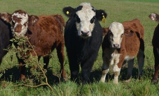 A la sombra el ganado aumenta 300 gramos diarios más