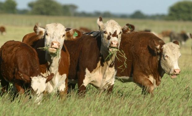 Registro Fiscal de Operadores de la Cadena de Producción y Comercialización de Haciendas, Carnes Bovinas y Bubalinas.