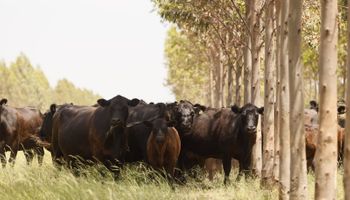 Alarma en el sector ganadero: el gráfico que muestra cómo la carne y la hacienda se atrasan contra la inflación