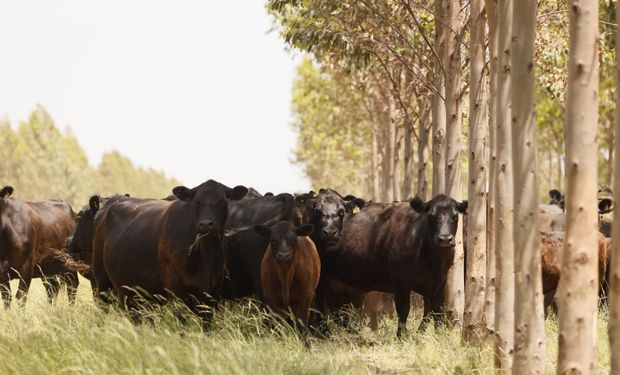 Alarma en el sector ganadero: el gráfico que muestra cómo la carne y la hacienda se atrasan contra la inflación