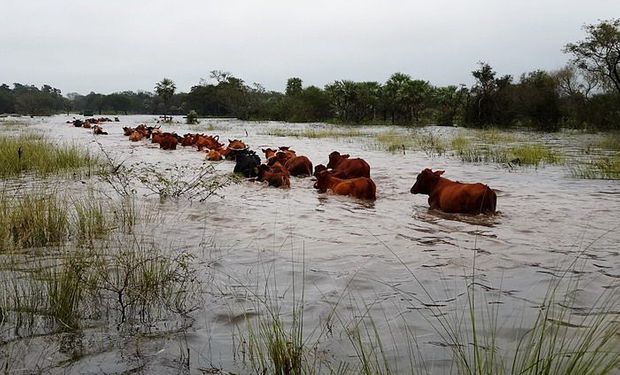 Lifschitz proyecta una pérdida de 1.500 millones de dólares en la economía, por la emergencia agropecuaria.