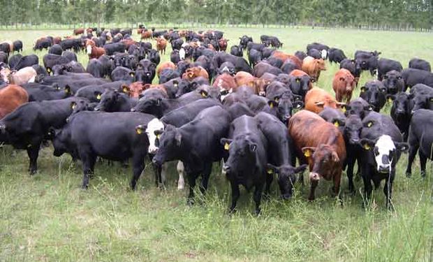 La falta de rentabilidad para la soja sobre algunas zonas levantó expectativas de que las vacas recuperaran el terreno del que habían sido desplazadas.