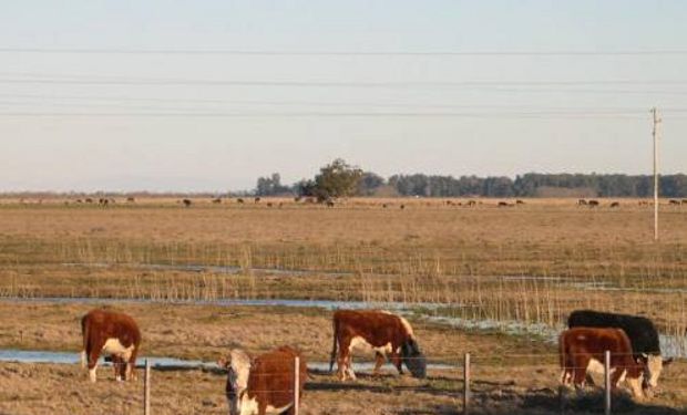 Las consecuencias del exceso hídrico disminuyen el estado corporal de los animales y provocan que los productores mal vendan la hacienda y se descapitalicen.