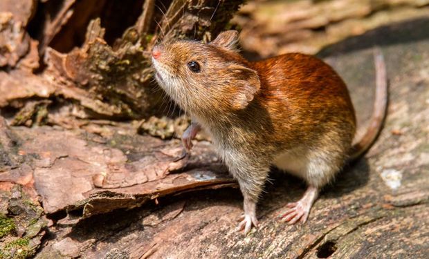 Ratón colilagro, portador de hantavirus.