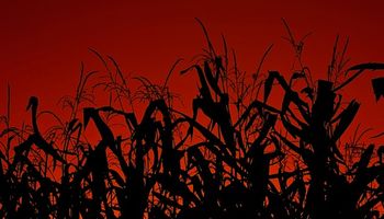 Argentina desapareció del mercado internacional de harina de maíz
